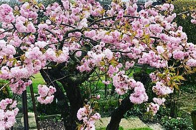 210428-lehrer-nrw-Senioren-infobrief-2103-Kirschbluehte