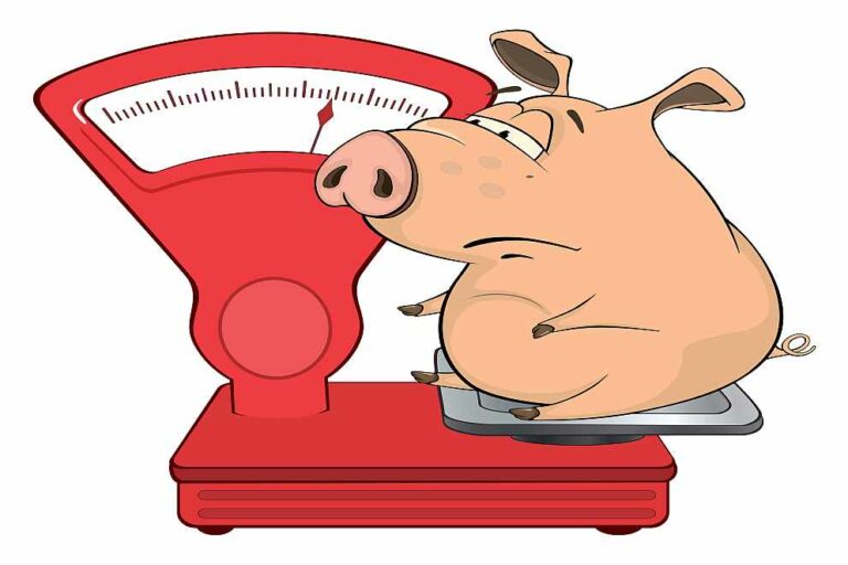 Schwein auf Waage, Foto: Adobe Stock